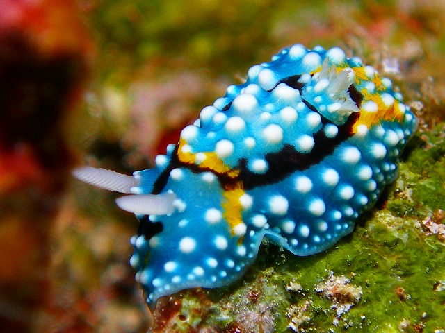 U-NEO ���ޥ�