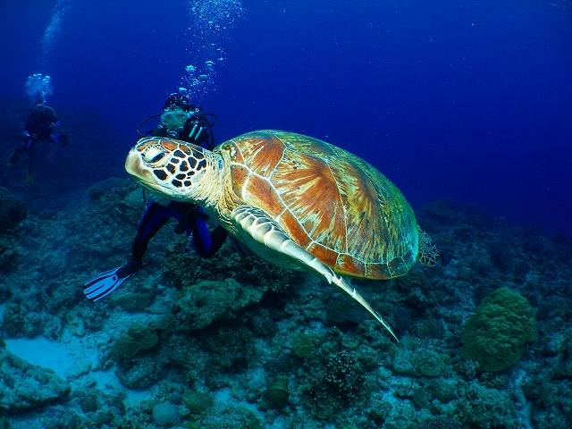 U-NEO ���ޥ�