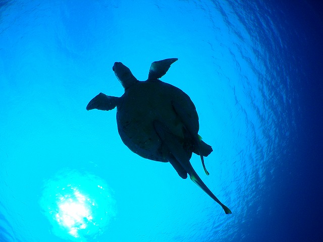 U-NEO ���ޥ�