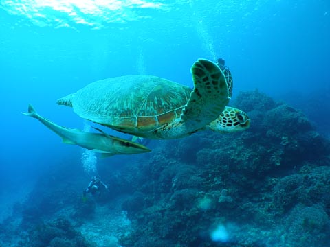 U-NEO ���ޥ�