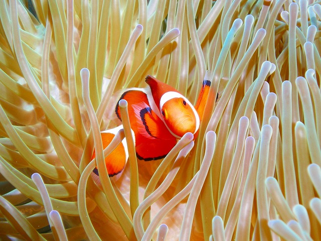 U-NEO ���ޥ�